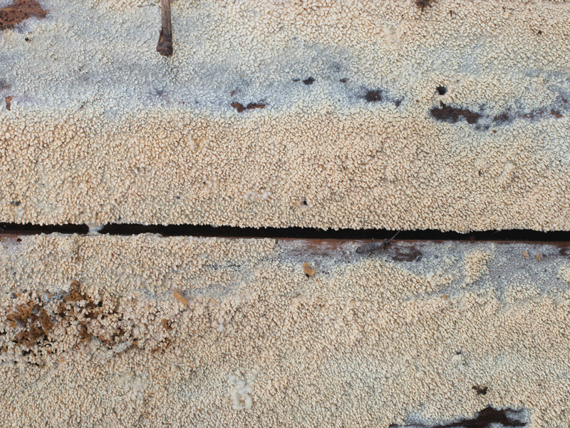 Alutaceodontia alutacea